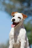 PARSON RUSSEL TERRIER 062